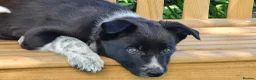 Border Collie dogs for sale: ISDS Registered Border Collie pup - Advert 1
