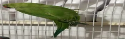 Ringnecks birds for sale: Indian Ringneck - Advert 4