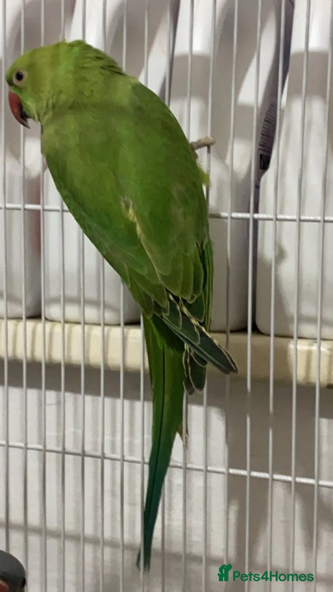 Ringnecks birds for sale: Indian Ringneck - Advert 4