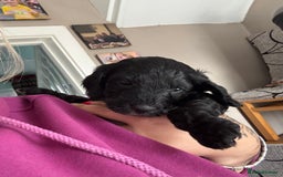 Cockapoo dogs for sale: 1 male black and white cockapoo left for sale - Image 1