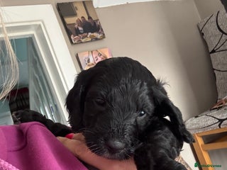 Cockapoo dogs - Advert 33