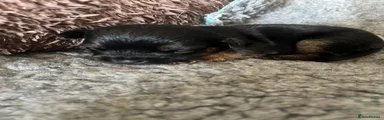 Border Terrier 2