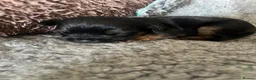 Border Terrier dogs for sale: Home Bred Border Terrier Puppoes  in Haverhill - Advert 2
