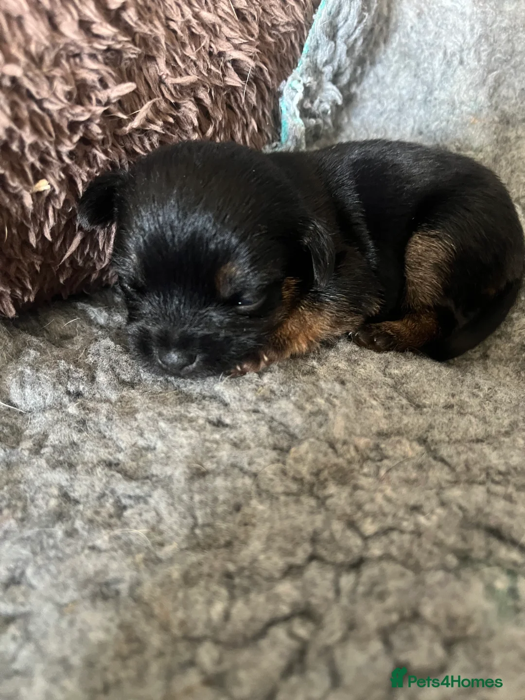 Border Terrier dogs for sale: Home Bred Border Terrier Puppoes  in Haverhill - Advert 2