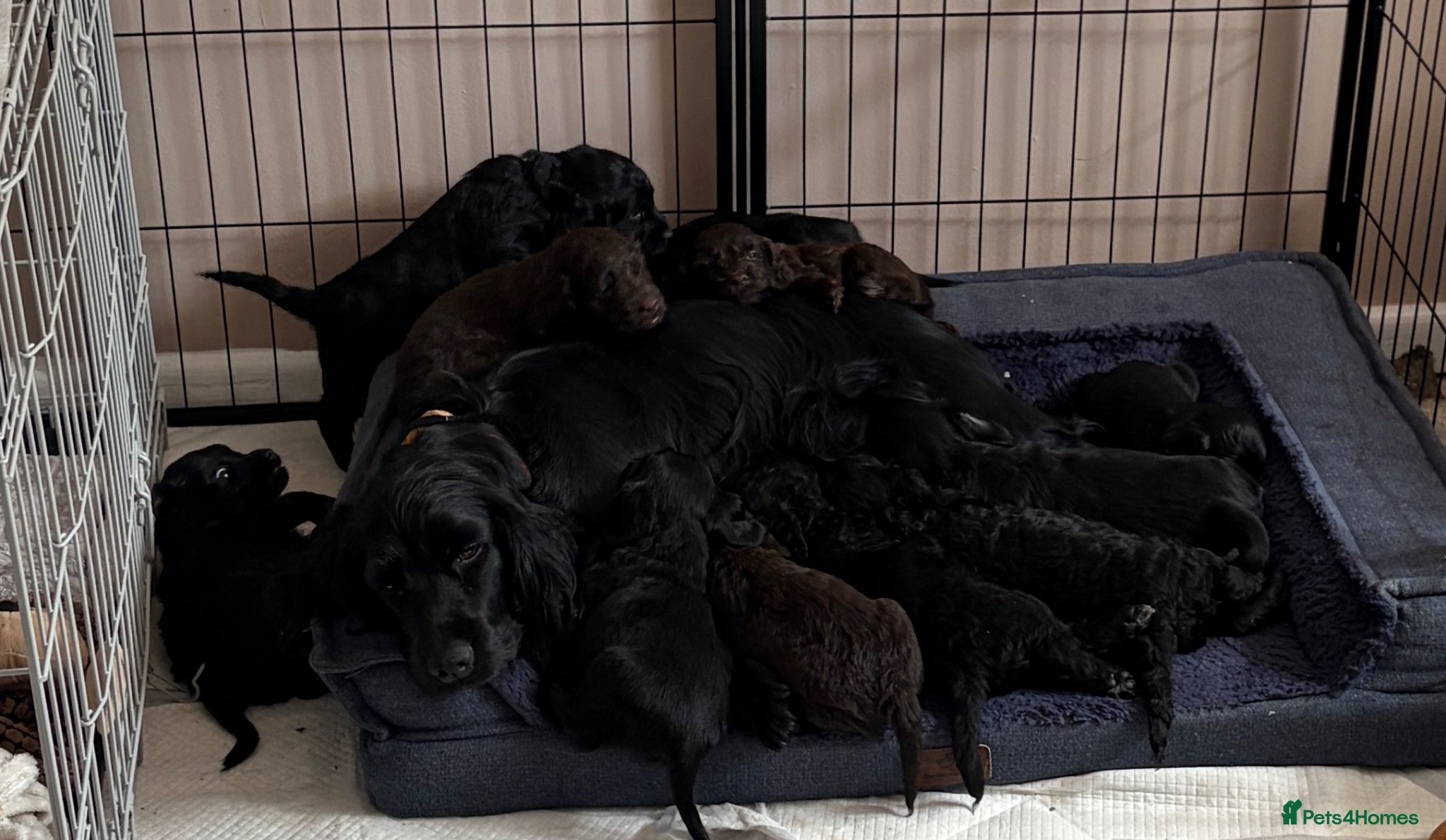 Mixed Breed dogs Sprockerpoo puppies  - Advert 16