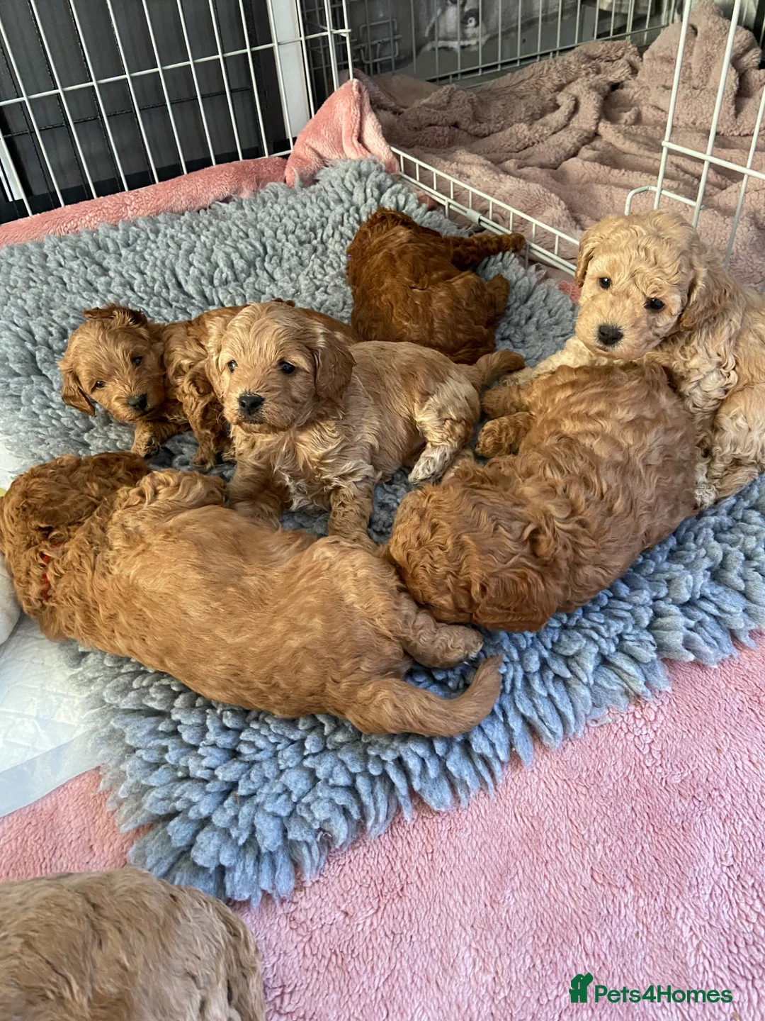 Cavapoo dogs for sale: F1b Cavapoo Puppies - Advert 1
