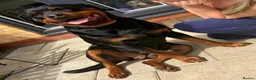 Rottweiler dogs for sale: WORLD CHAMPION CHUNKY ROTTWEILERS  - Advert 17