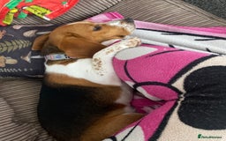 Beagle dogs for sale: Beautiful Beagle looking for a new home - Advert 2