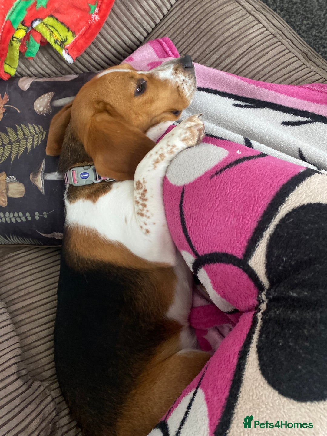 Beagle dogs for sale: Beautiful Beagle looking for a new home - Advert 2