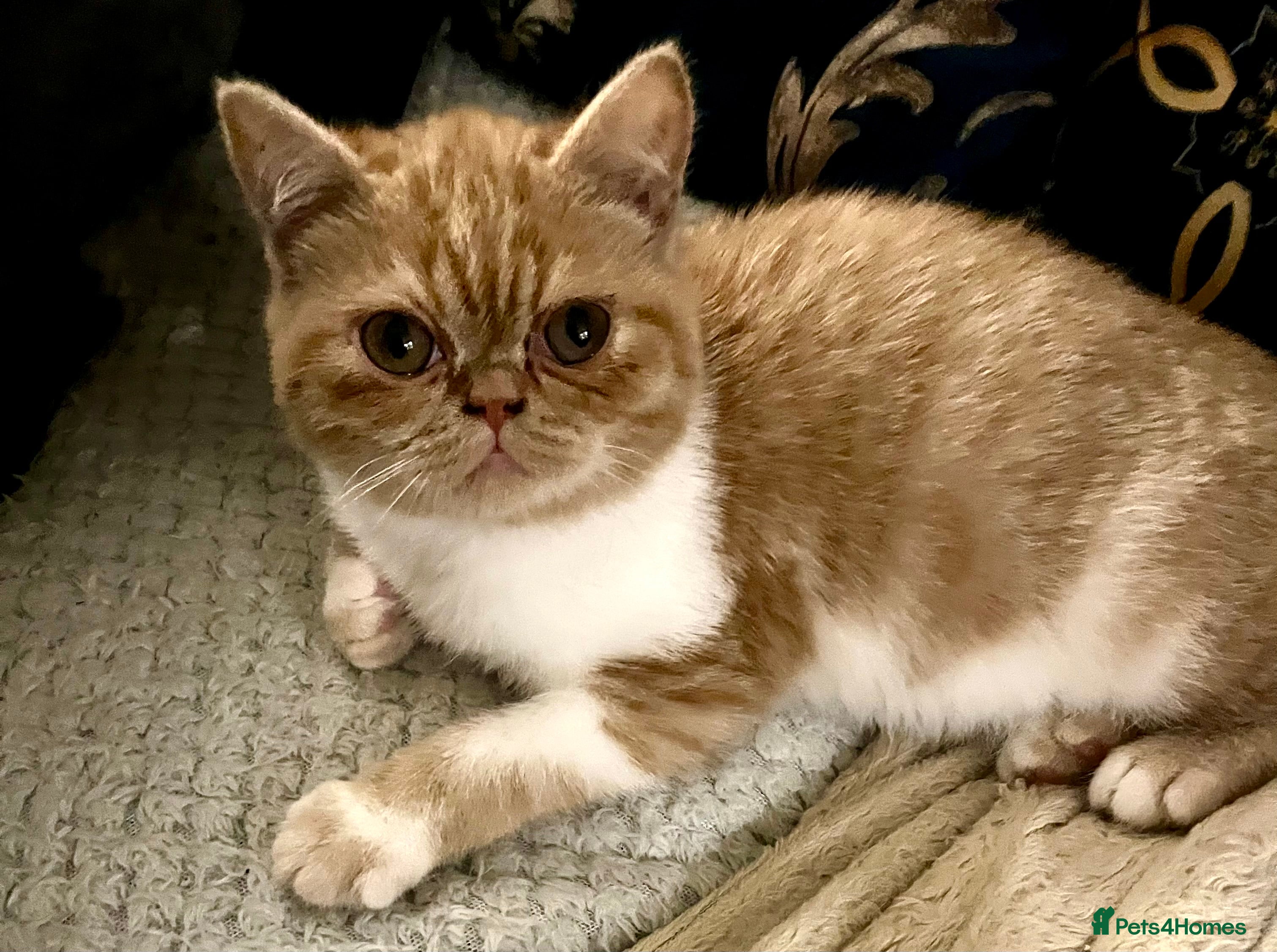 Exotic cats SHOW QUALITY EXOTICS KITTENS  - Advert 2