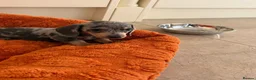 Dachshund dogs for sale: Miniature dachshund - Advert 6