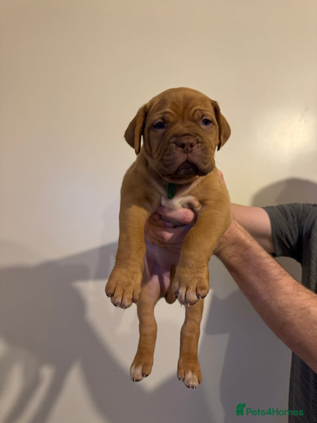 Dogue De Bordeaux dogs for sale: Dogue de Bordeaux pups for sale - Advert 13