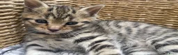 Mixed Breed cats for sale: Kittens  in Birmingham - Advert 5