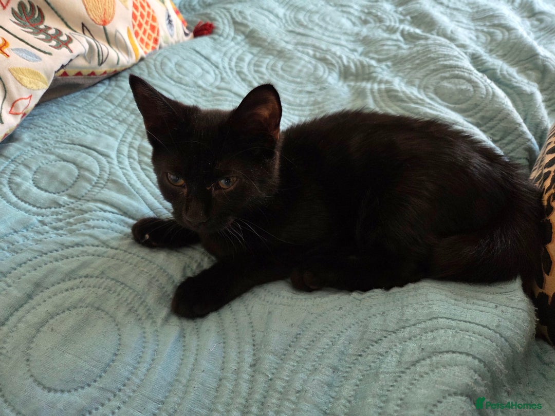 Bombay cats for sale: Black kitten female looking for loving home - Image 3