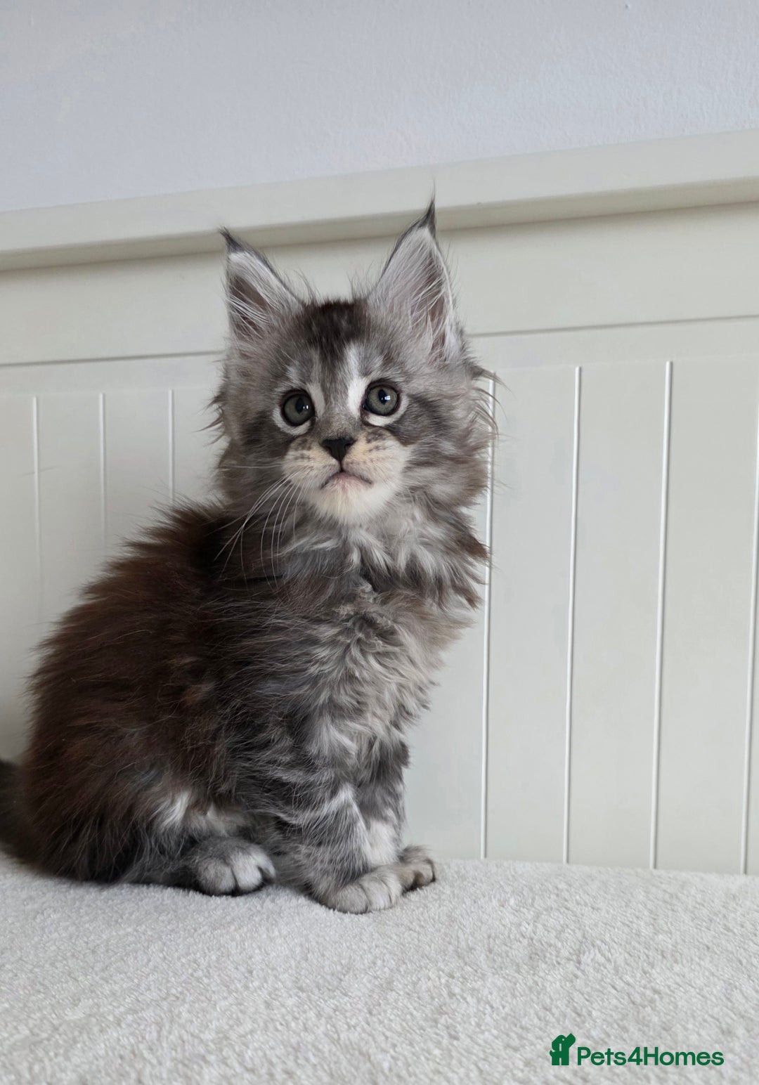 Maine Coon cats for sale: Maine Coon kittens from champion line - Advert 3
