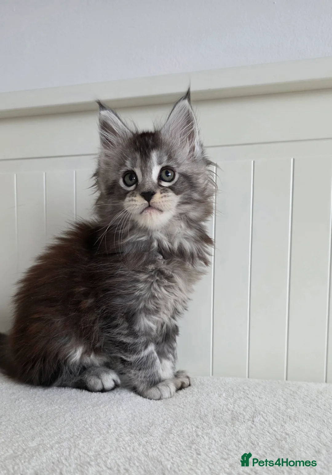 Maine Coon cats for sale: Maine Coon kittens from champion line - Advert 3