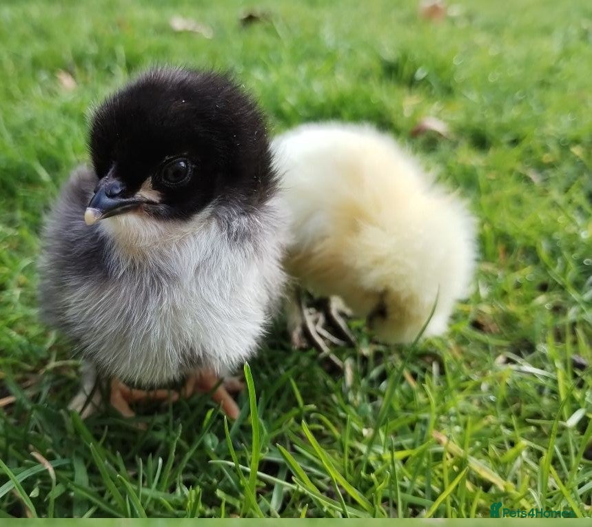Chickens poultry Pure silkie and French Black Copper Marans chicks - Advert 1