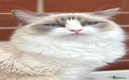 Ragdoll cats for sale: Gorgeous litter of bicolour kittens GCCF reg - Image 10
