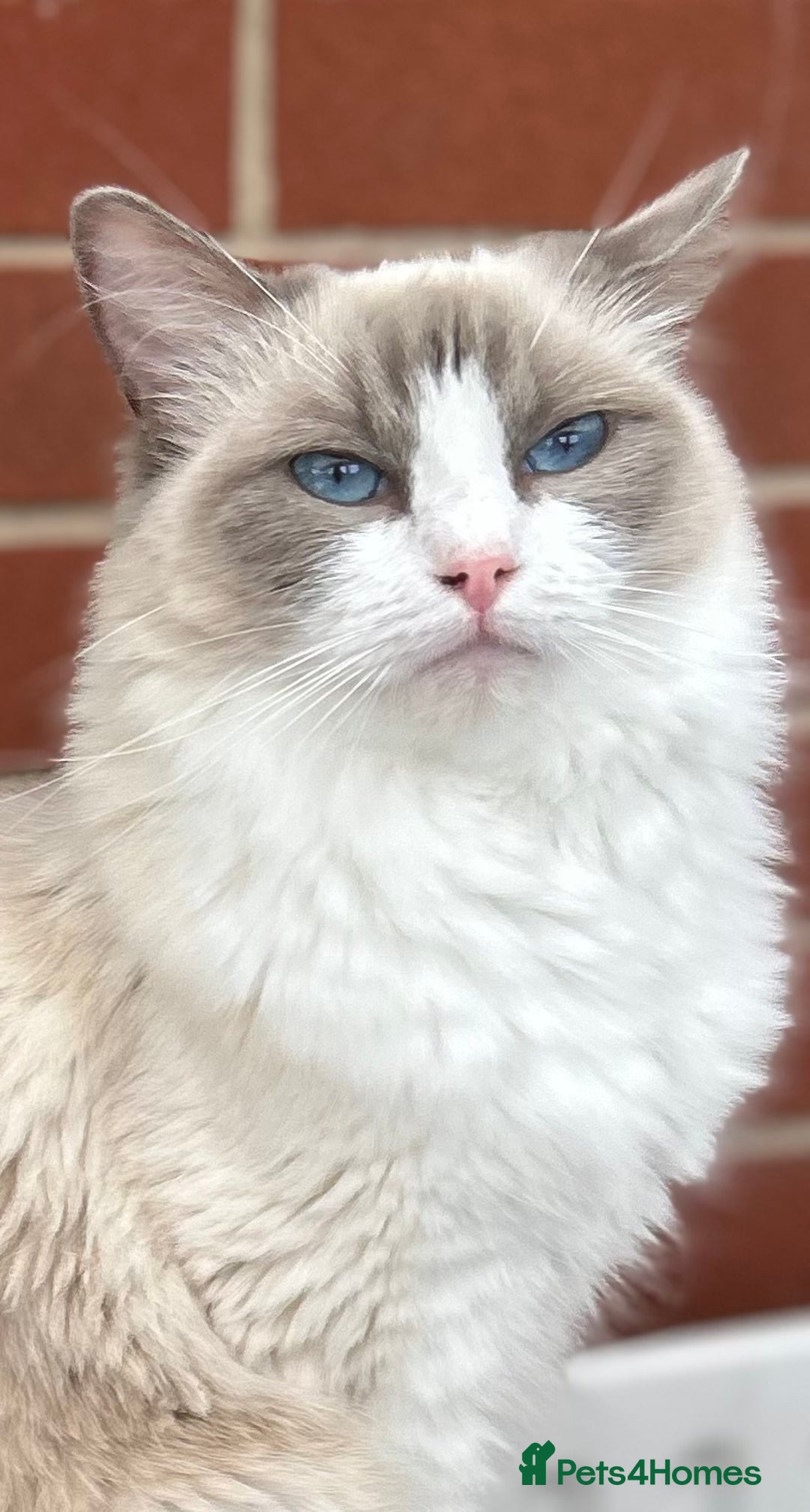 Ragdoll cats for sale: Gorgeous litter of bicolour kittens GCCF reg - Image 10