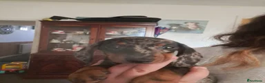 Dachshund 4