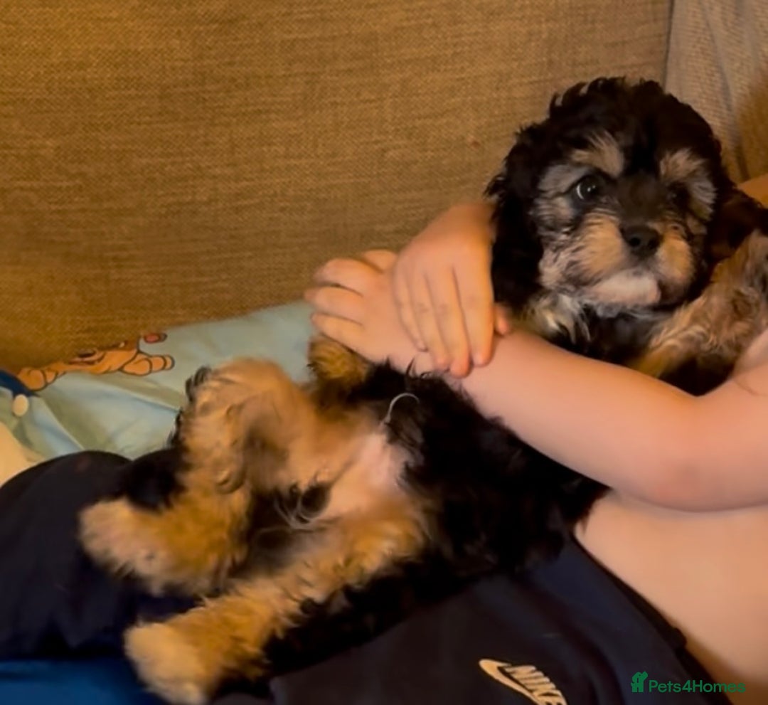 Cavapoo dogs for sale: Toy cavapoos f1 - Image 4