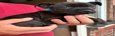 Staffordshire Bull Terrier 2