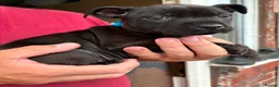 Staffordshire Bull Terrier dogs for sale: Kc reg Staffordshire bull terrier pups  in Leeds - Advert 5