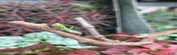 Mixed Breed invertebrates for sale: Various Invertebrates At Urban Exotics  - Advert 5