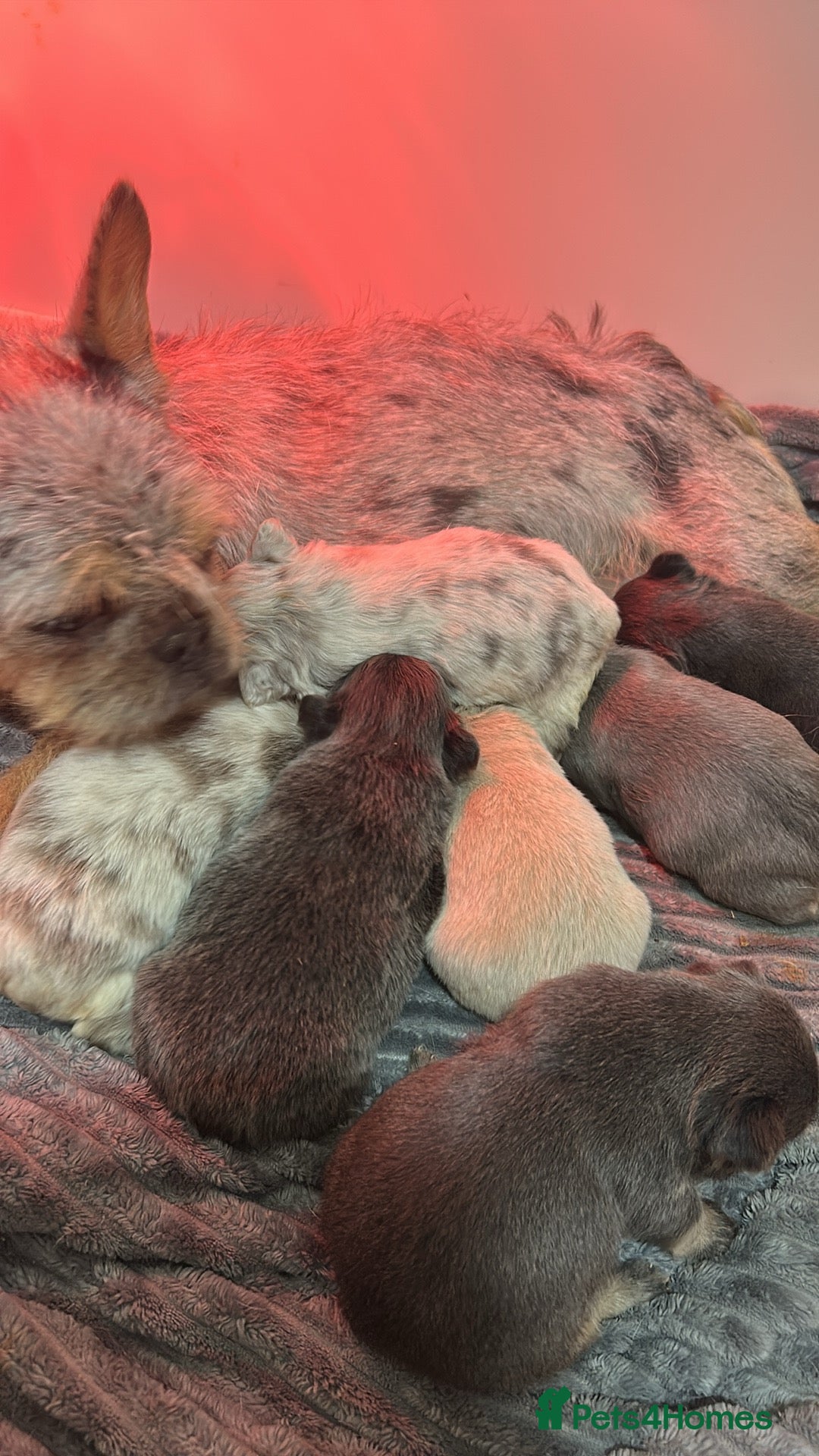 French Bulldog dogs for sale: Fluffy beautiful French bulldog baby’s  - Advert 6