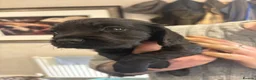 Cocker Spaniel dogs for sale: KC Registered Working Cockers  - Advert 5
