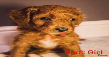 Cavapoo dogs - Advert 8