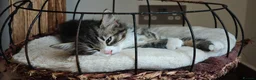 Mixed Breed cats for sale: Fluffy kittens for sale - Advert 30
