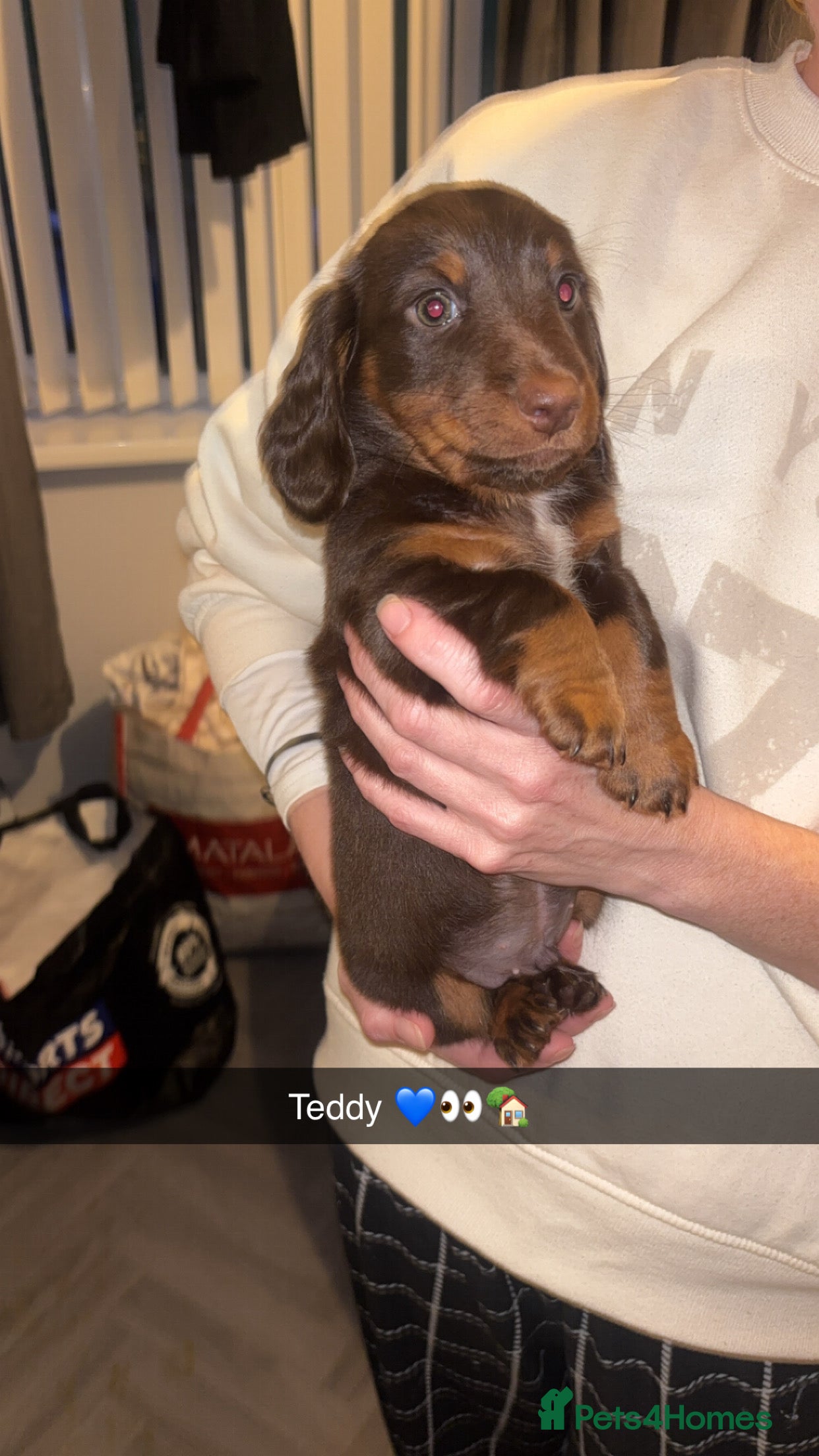 Dachshund dogs Chocolate and tan long haired miniatures  - Advert 4