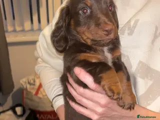 Dachshund dogs Chocolate and tan long haired miniatures - Advert 4