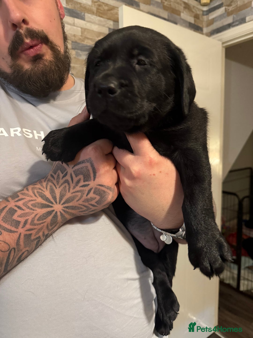 Labrador Retriever dogs for sale: (REDUCED) KC registered Labradors  - Advert 30