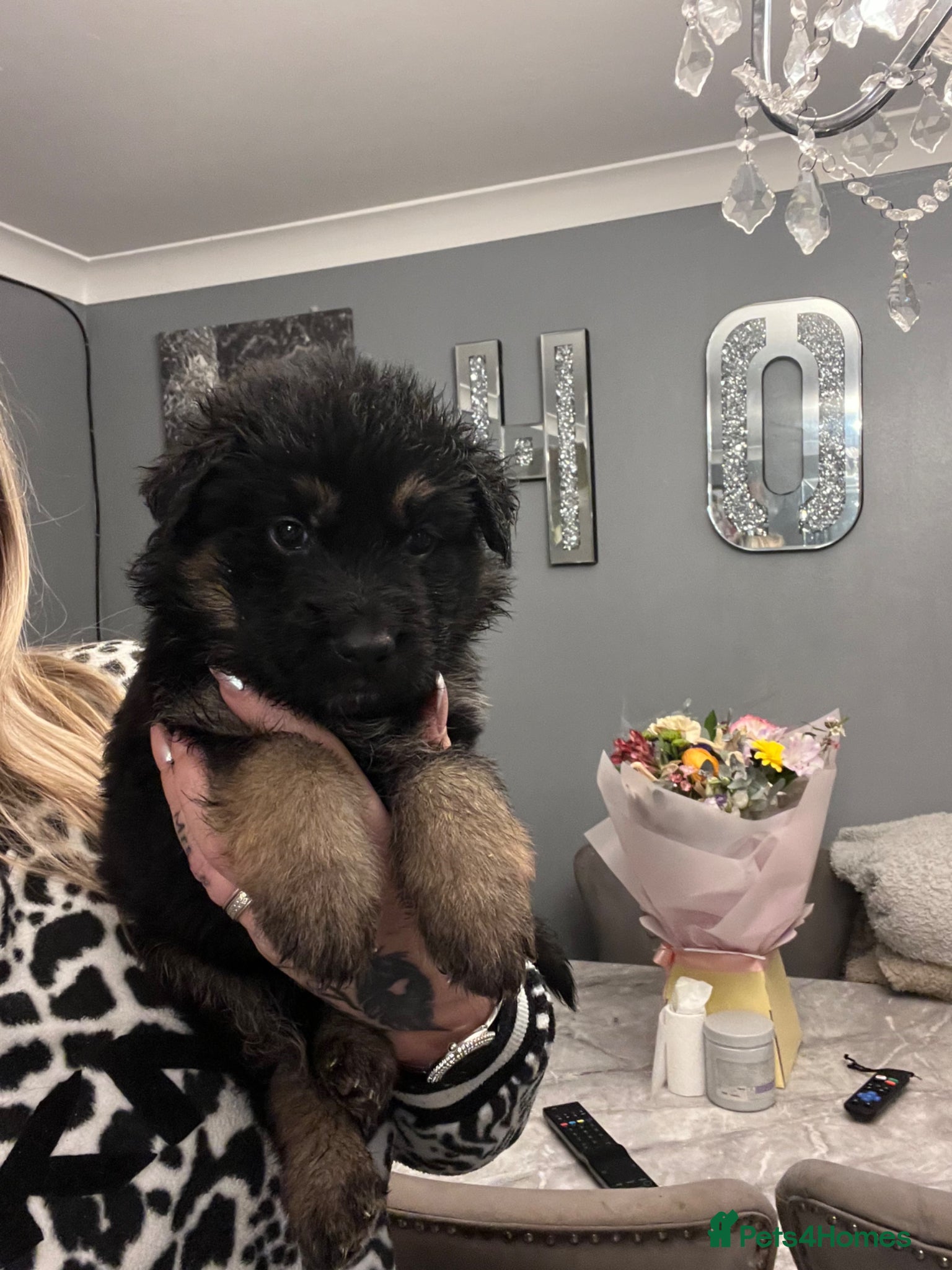 German Shepherd dogs German shepherd puppies - Advert 2