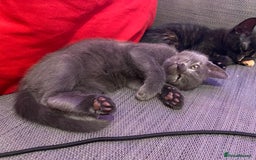 Domestic Shorthair cats for sale: Make kitten ready to leave - Image 2