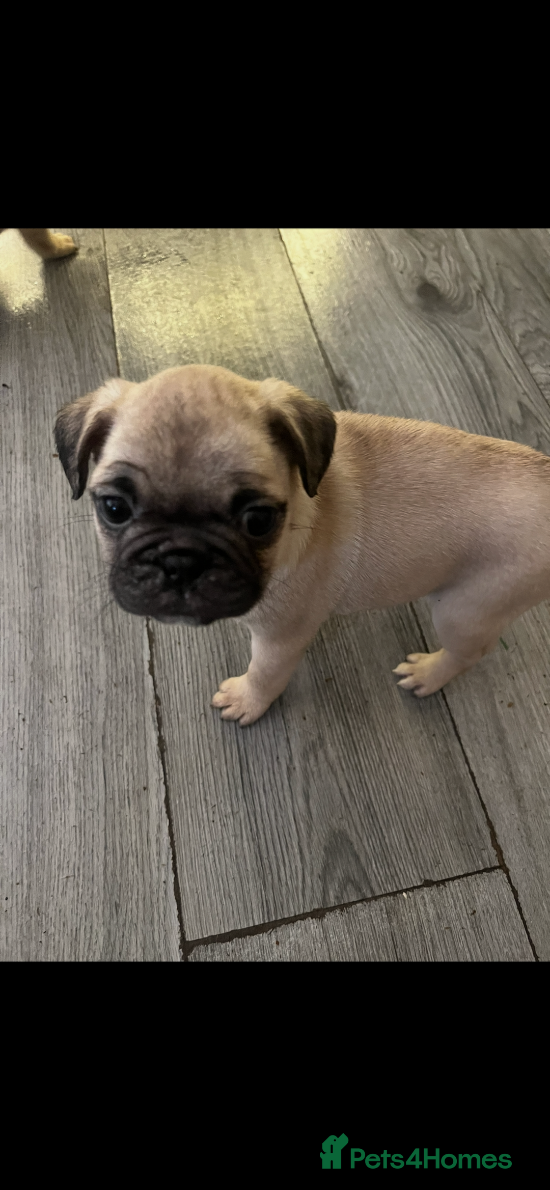 Frug dogs for sale: Pug puppies  - Advert 9