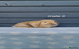 Mini Lop rabbits for sale: Purebred minilops - Image 6