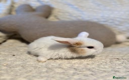 Mini Lop rabbits for sale: Mini lop babies 🫶🏻 ready to reserve ✨ - Image 16