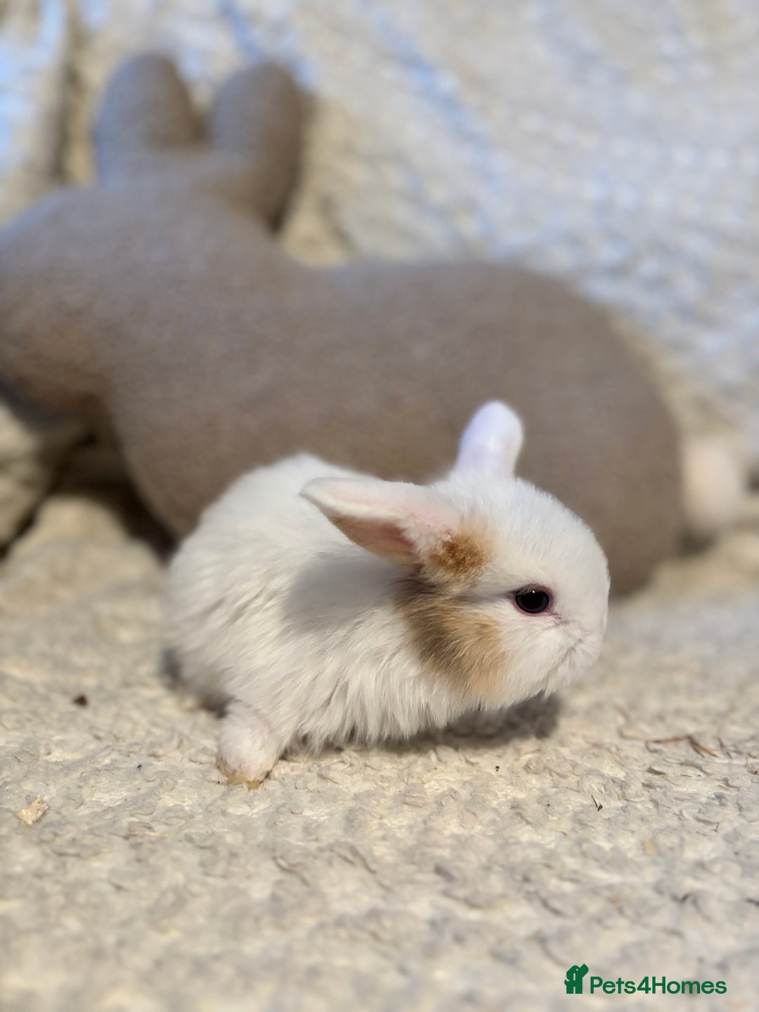 Mini Lop rabbits for sale: Mini lop babies 🫶🏻 ready to reserve ✨ - Image 16