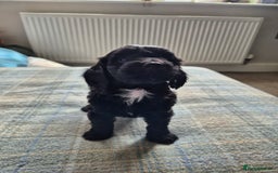 Cockapoo dogs for sale: Cockapoo pups for sale - Image 10