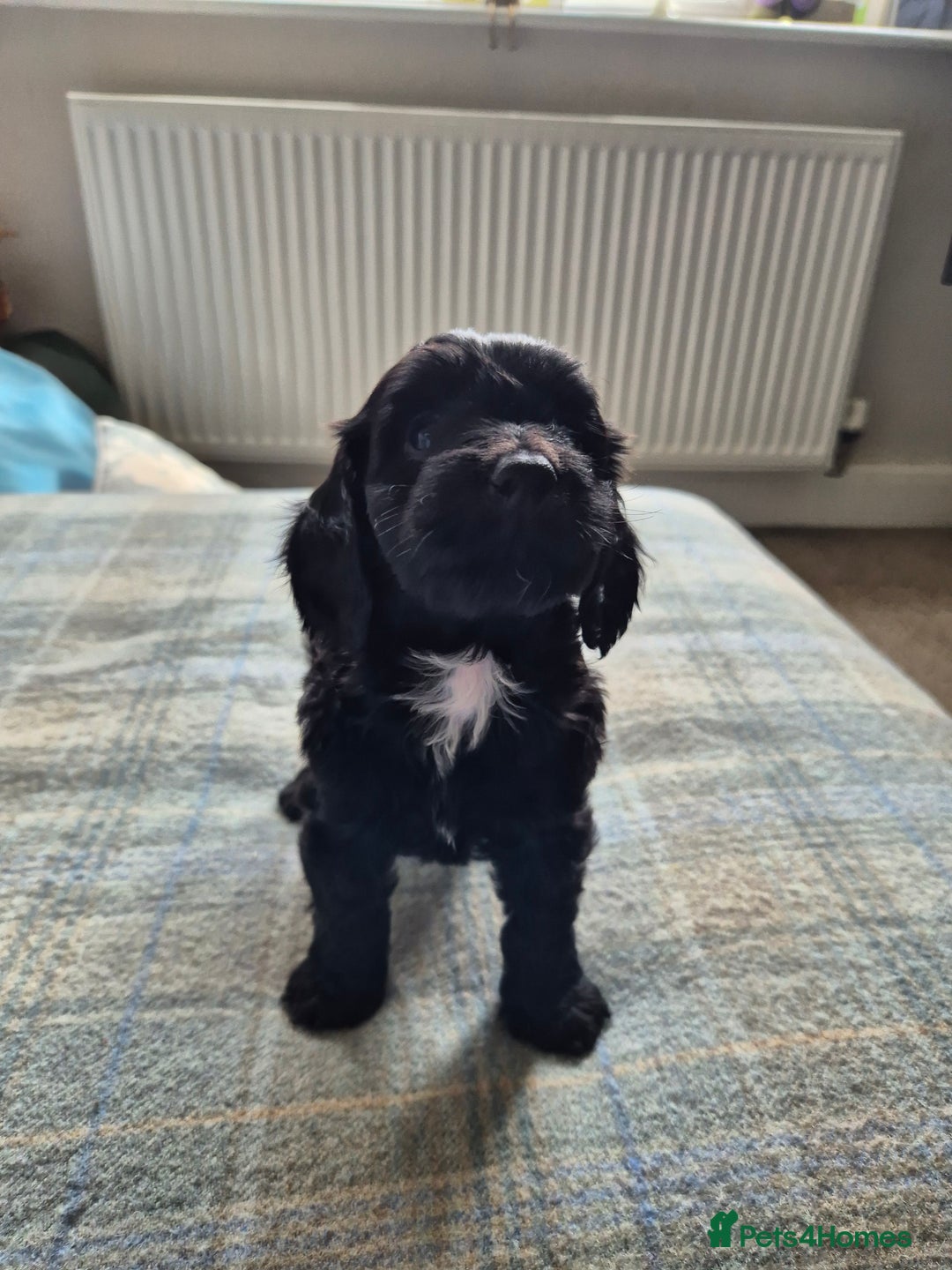 Cockapoo dogs for sale: Cockapoo pups for sale - Image 10