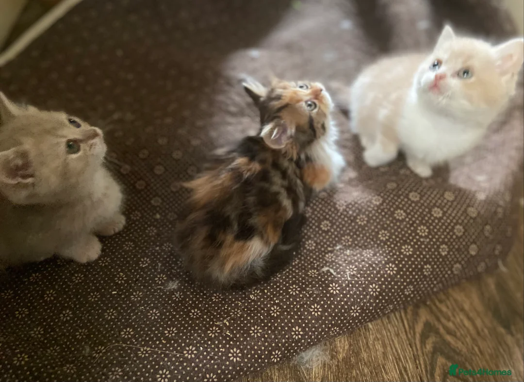 Munchkin cats for sale: Full Pedigree Munchkin Kittens - Advert 17
