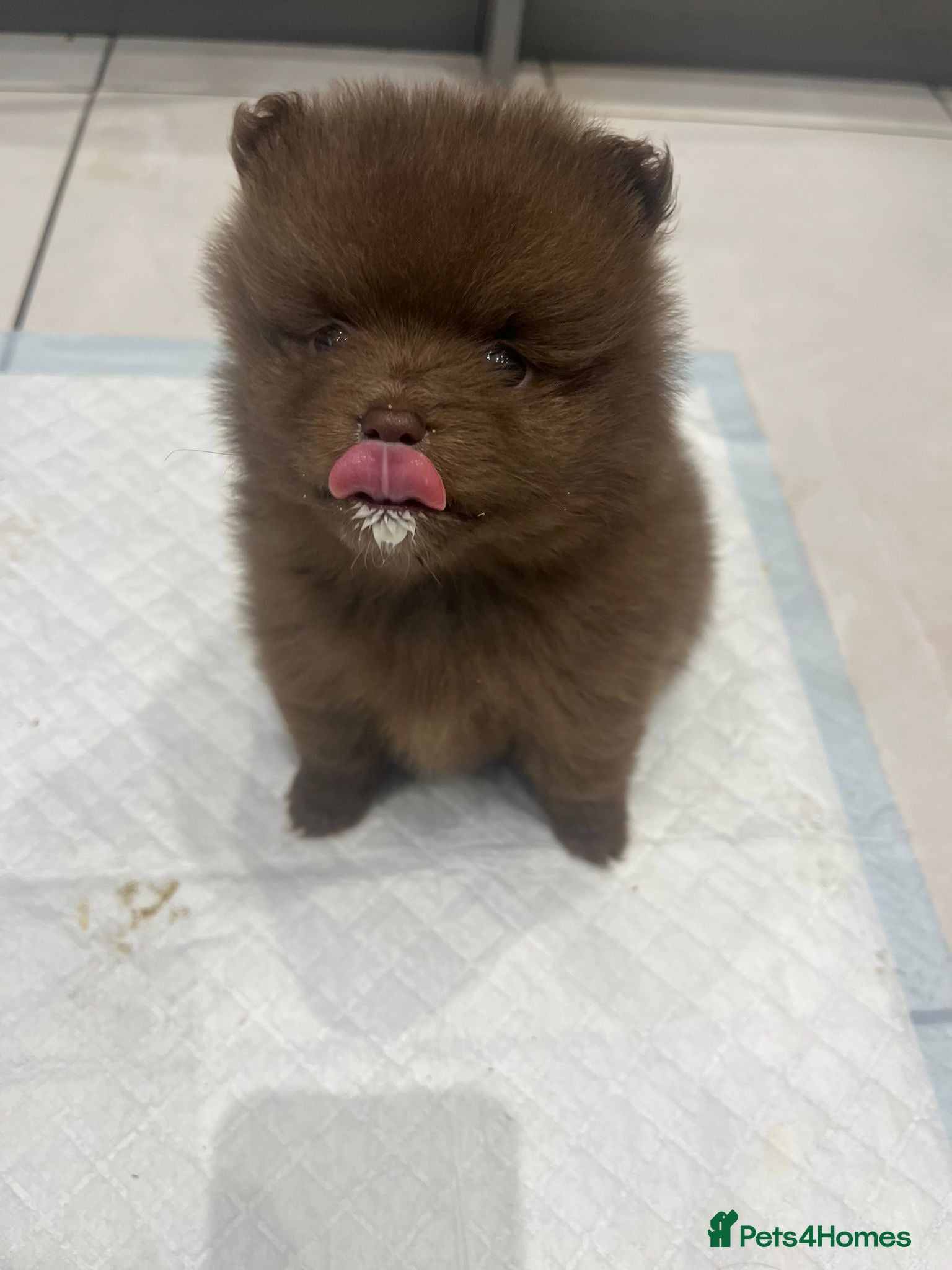Pomeranian dogs for sale: Pups ready to leave chip and first jab done  - Advert 6
