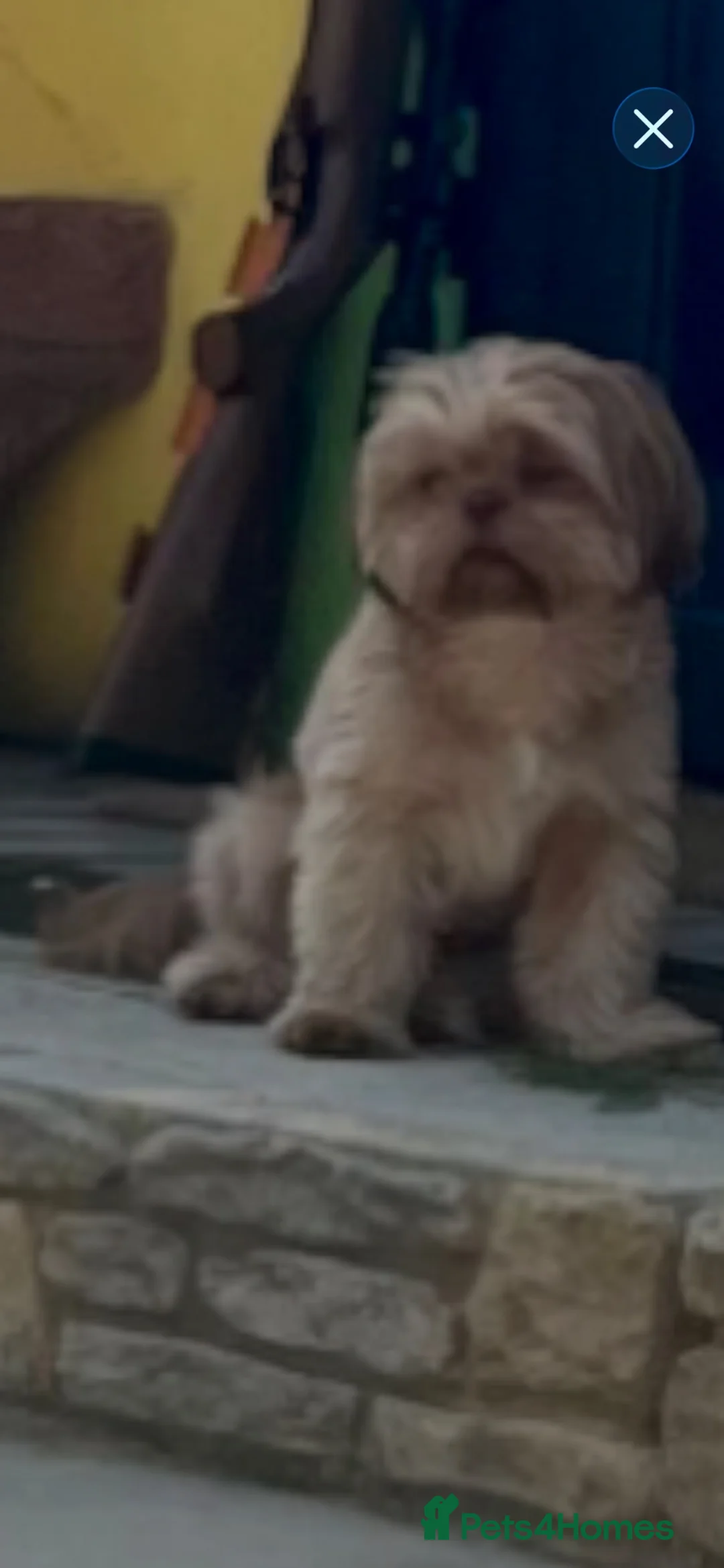 Shih Tzu dogs for stud: Stunning Imperial Shihtzu for stud - Advert 2