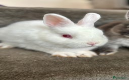 Netherland Dwarf rabbits for sale: Pure bred netherland dwarf ready to reserve  - Image 20