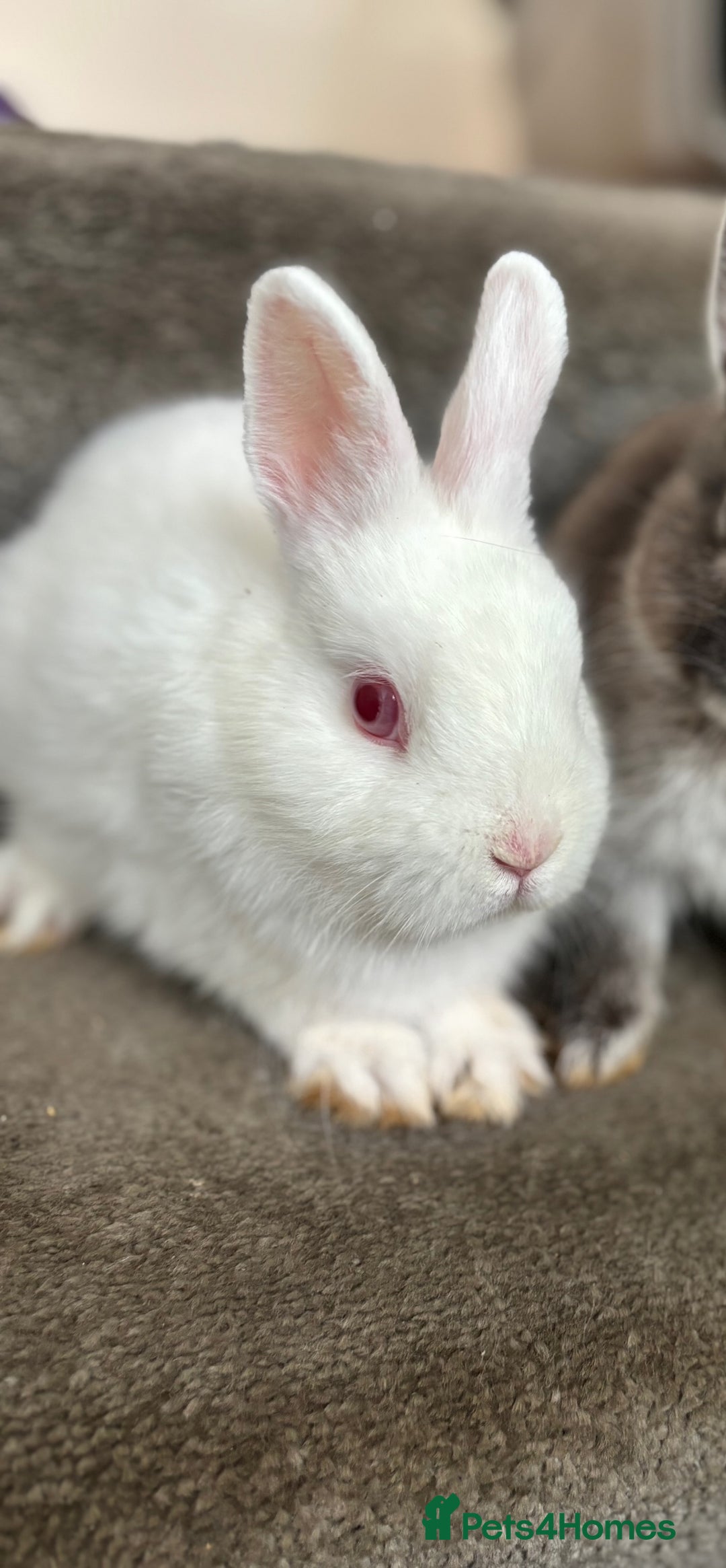 Netherland Dwarf rabbits for sale: Pure bred netherland dwarf ready to reserve  - Image 20