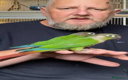 Conures birds for sale: Green cheek conures hand raised and silly tame - Image 4
