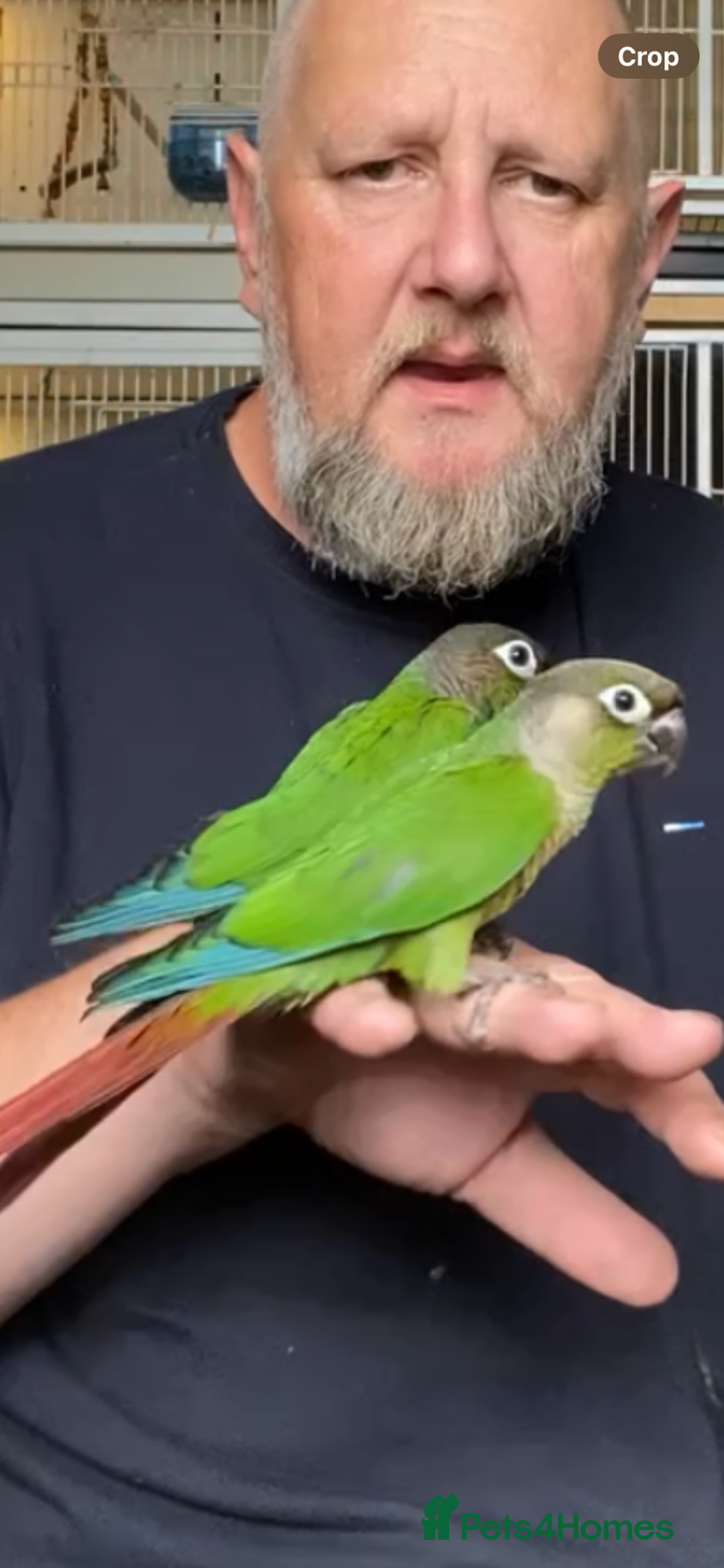 Conures birds for sale: Green cheek conures hand raised and silly tame - Image 4